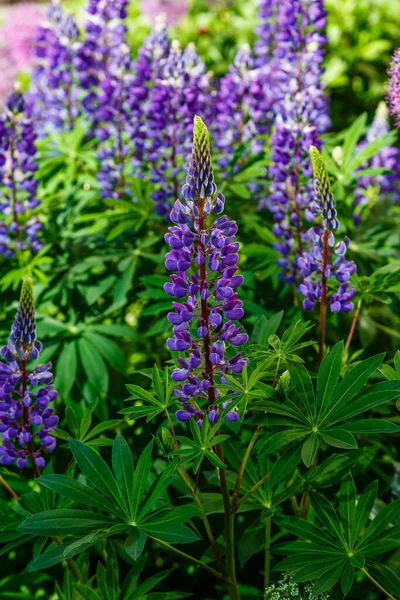 Lupinus Albus Beautiful Purple Blue Wild Flowers Lupinus — Stock Photo, Image