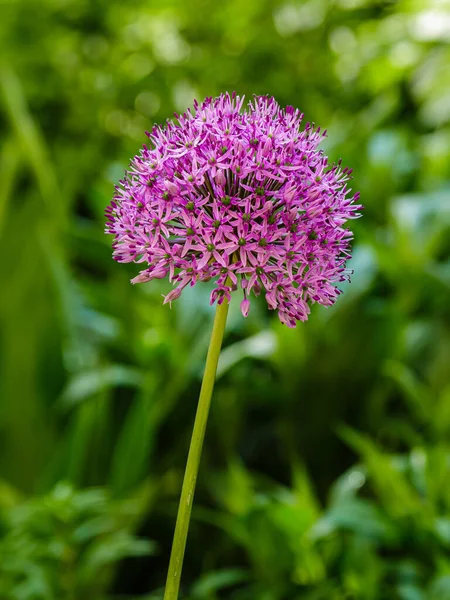 Flores Allium Roxo Florescendo Allium Giganteum Dia Ensolarado Jardim Conceito — Fotografia de Stock