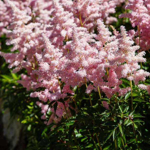 Rosa Blommor Astilbe Japonic Blom Astilbe Japonisk Naturlig Bakgrund — Stockfoto