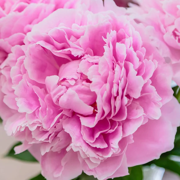 Цветение Тонкий Розовый Пион Цветущие Цветы Праздничный Фон Пастель Мягкий — стоковое фото