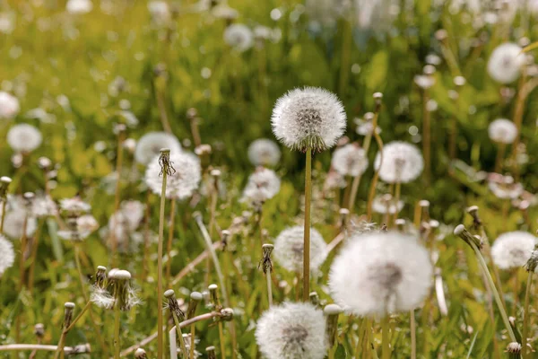 Background Dandelions Taraxacum Blowballs — Stock Photo, Image