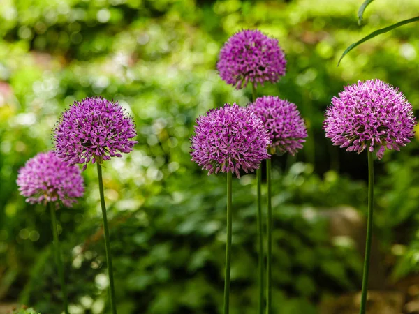 Blommande Lila Allium Blommor Allium Giganteum Solig Dag Trädgården Begreppet — Stockfoto