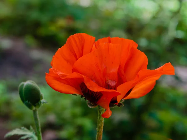 Flor Oriental Papoula Papaver Orientale Magnífica Planta Perene Jardim — Fotografia de Stock