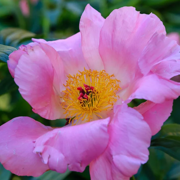 Flor Peonía Rosa Cerca — Foto de Stock