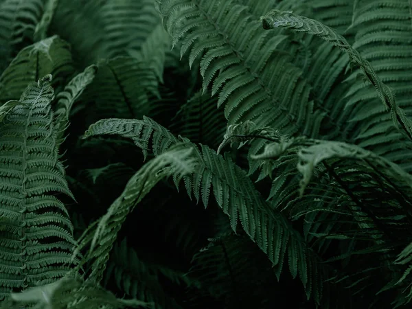 ジャングル植物と緑の熱帯の背景 シダの葉の背景 シダや汽笛の葉のエキゾチックな背景 — ストック写真
