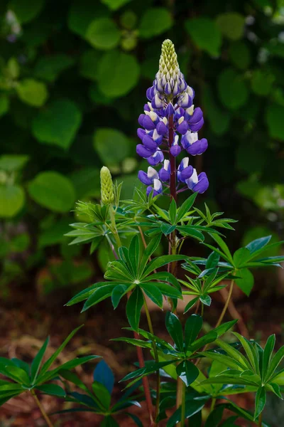 Lupinus Albus Belles Fleurs Sauvages Pourpres Bleues Lupin — Photo
