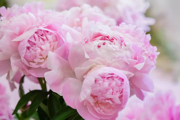 Bloeiende Delicate Pioen Bloeiende Bloemen Feestelijke Achtergrond Pastel Zacht Boeket — Stockfoto