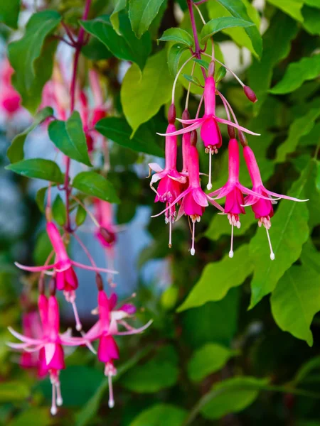 Fucsia Fuchsia Hybrida Giardino Fiori Viola Fucsia — Foto Stock