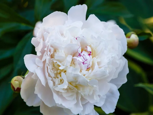 Flor Peonía Blanca Fondo Natural — Foto de Stock