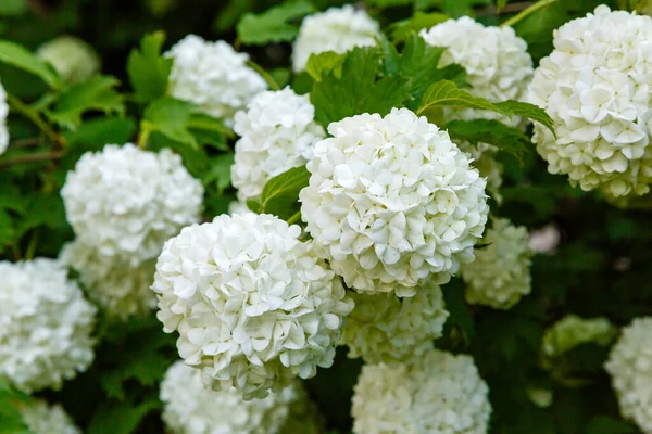 Çin kartopu viburnum çiçek başları karlıdır. Guelder gülü (viburnum opulus, viburnum Boul de Neige) bahar bahçesinde. Peyzaj tasarımında dekoratif çalılıklar