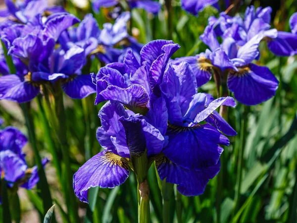 Fiori Blu Iris Sibirica Nel Giardino Estivo — Foto Stock