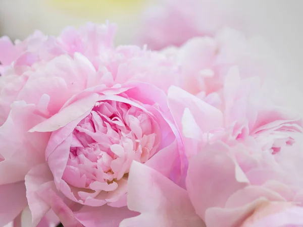 Bloeiende Delicate Pioen Bloeiende Bloemen Feestelijke Achtergrond Pastel Zacht Boeket — Stockfoto
