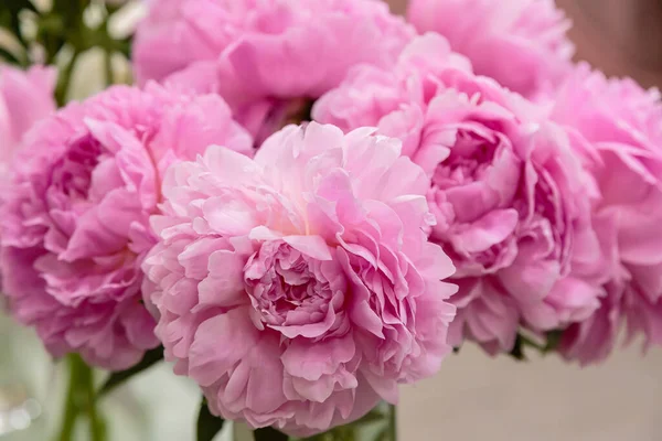 Bloeiende Delicate Roze Pioenroos Bloeiende Bloemen Feestelijke Achtergrond Pastel Zacht — Stockfoto