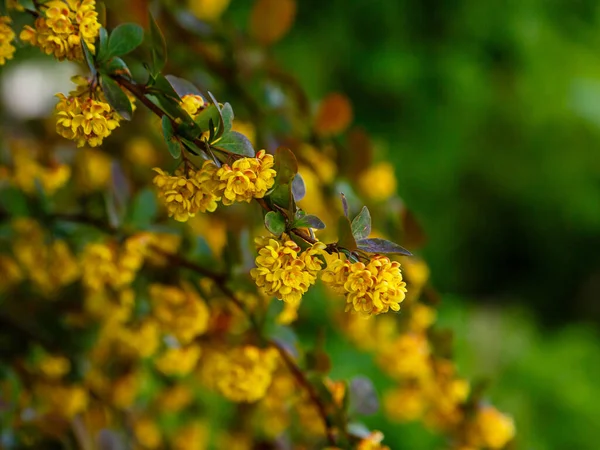 Barberry Bloemen Een Tak Een Natuurlijke Achtergrond Zomertuin — Stockfoto