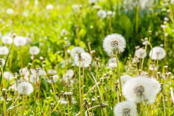 Hintergrund Mit Löwenzahn Taraxacum Pusteblumen — Stockfoto