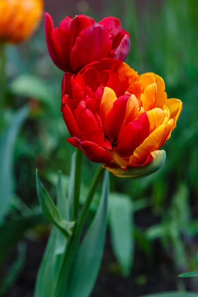 Tulipa Πορτοκαλί Πριγκίπισσα Όμορφες Πορτοκαλιές Τουλίπες Στον Κήπο Καλλιέργεια Βολβών — Φωτογραφία Αρχείου