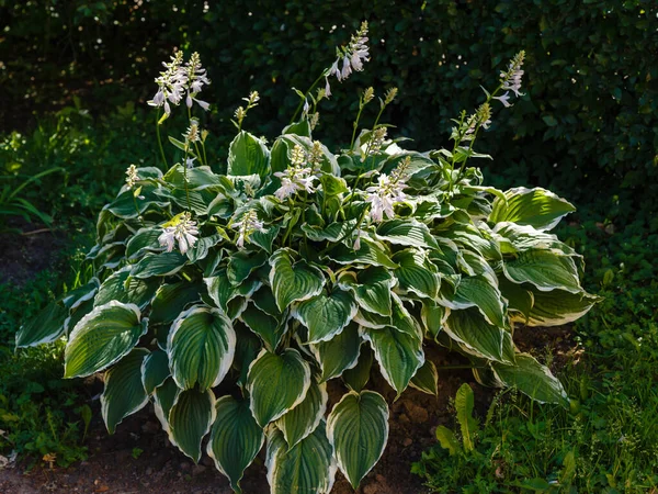 Virágzó Hosta Hosta Virágai Kertben — Stock Fotó