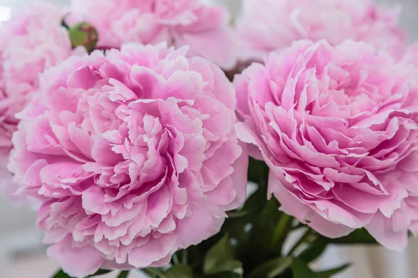 Bloeiende Delicate Roze Pioenroos Bloeiende Bloemen Feestelijke Achtergrond Pastel Zacht — Stockfoto