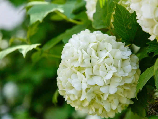 Chinês Bola Neve Viburnum Cabeças Flores Estão Com Neve Guelder — Fotografia de Stock