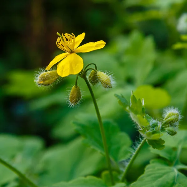 Fiori Gialli Celidonio Celidonio Sfondo Naturale Pianta Medicinale Giardino — Foto Stock