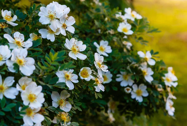 Белые Цветы Dogrose Саду Цветочный Фон Копирайтом — стоковое фото
