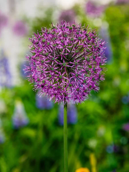 Blooming Purple Allium Flowers Allium Giganteum Sunny Day Garden Concept — Stock Photo, Image