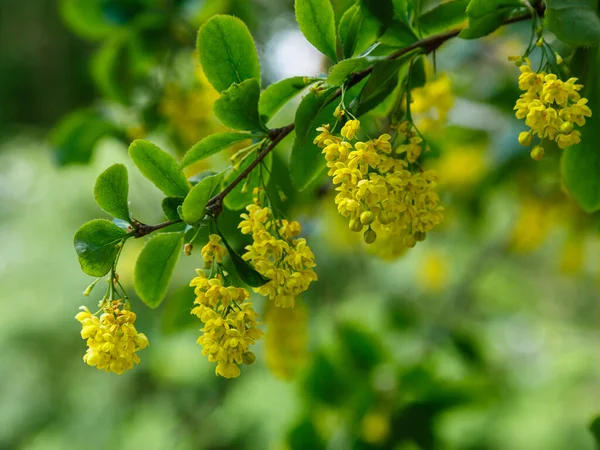 Fiori Crespino Ramo Uno Sfondo Naturale Nel Giardino Estivo — Foto Stock