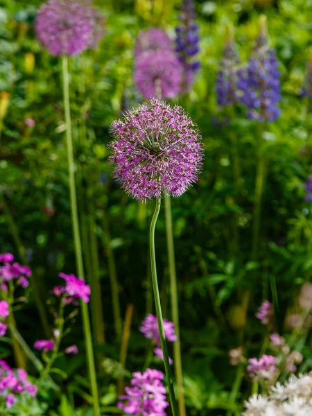 Bahçede Güneşli Bir Günde Çiçek Açan Mor Alyan Çiçekleri Allium — Stok fotoğraf