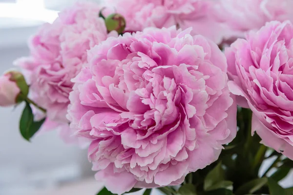 Bloeiende Delicate Roze Pioenroos Bloeiende Bloemen Feestelijke Achtergrond Pastel Zacht — Stockfoto