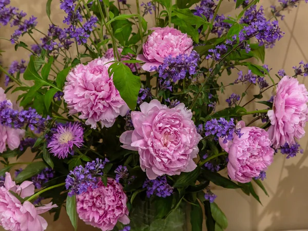 Kvetoucí Jemné Růžové Pivoňka Kvetoucí Květiny Slavnostní Pozadí Pastel Měkké — Stock fotografie