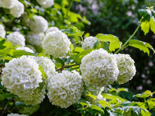 Teste Fiori Viburno Con Palla Neve Cinese Sono Innevate Rosa — Foto Stock