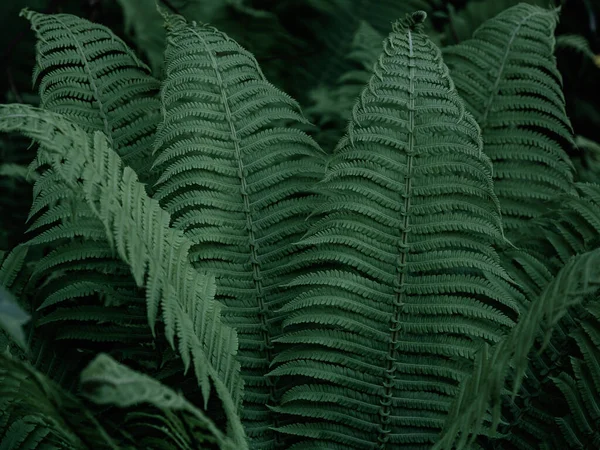 Fundo Tropical Verde Com Plantas Selva Fundo Folhas Samambaia Fundo — Fotografia de Stock