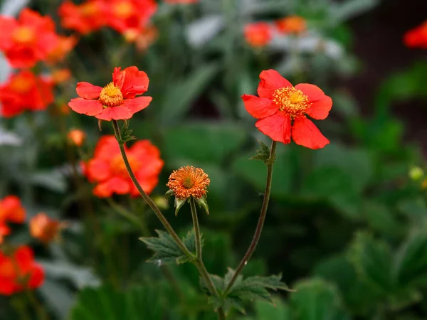 Geum coccineum yazın. Yeşil arka planda Geum coccineum 'un kırmızı çiçekleri. Bahçedeki kırmızı çiçekler