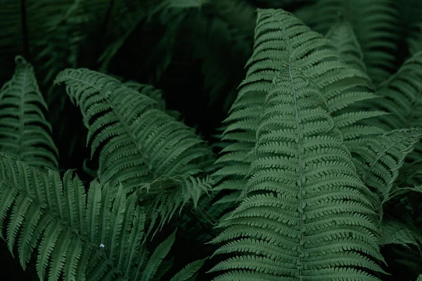 Fundo Tropical Verde Com Plantas Selva Fundo Folhas Samambaia Fundo — Fotografia de Stock