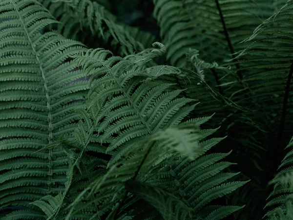ジャングル植物と緑の熱帯の背景 シダの葉の背景 シダや汽笛の葉のエキゾチックな背景 — ストック写真