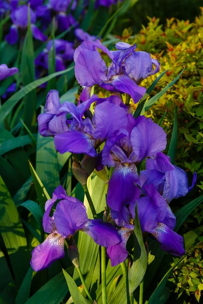 Flores Púrpuras Iris Siberiano Fondo Natural Iris Sibirica Jardín Primavera —  Fotos de Stock