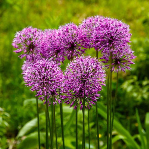Bahçede güneşli bir günde çiçek açan mor alyan çiçekleri (allium giganteum). Bahçıvanlık konsepti, soğan yetiştirme...