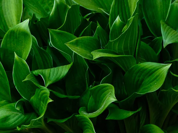 Groene Natuurlijke Achtergrond Banner Van Het Groene Blad Hosta — Stockfoto