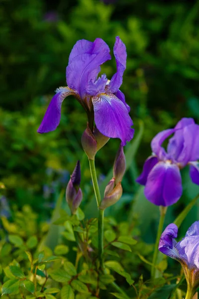 Fioletowe Kwiaty Irysu Syberyjskiego Naturalnym Tle Iris Sibirica Ogrodzie Wiosennym — Zdjęcie stockowe