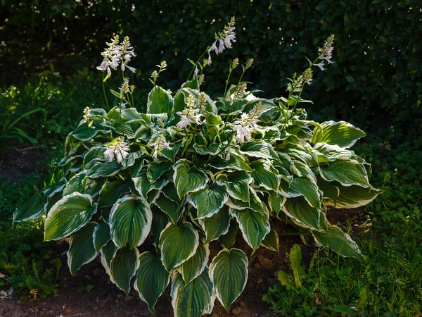 Virágzó Hosta Hosta Virágai Kertben — Stock Fotó