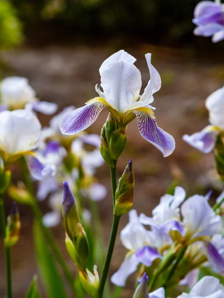 春の庭のアイリス シベリアの虹彩の白と紫の花を自然に背景に — ストック写真