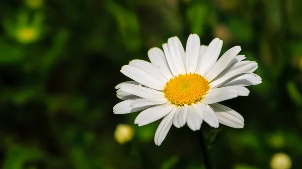 Florecimiento Margaritas Margarita Leucanthemum Vulgare Margaritas Dox Eye Margarita Común — Foto de Stock