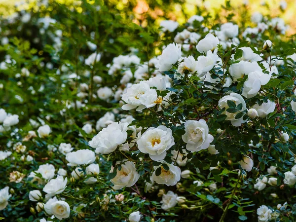 Beyaz Dogrose veya Briar çiçekleri.