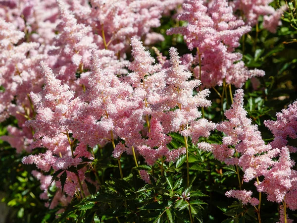 Flores Rosadas Astilbe Japónica Flor Astilbe Japónica Fondo Natural — Foto de Stock