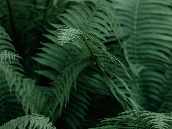 Zielone Tropikalne Tło Roślinami Dżungli Tło Liści Paproci Egzotyczne Tło — Zdjęcie stockowe