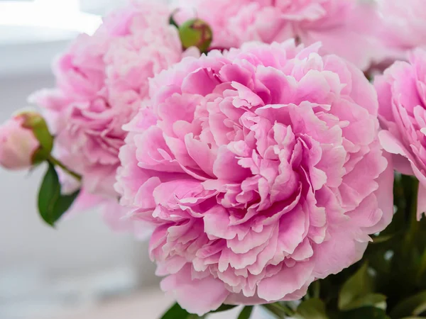 Bloeiende Delicate Roze Pioenroos Bloeiende Bloemen Feestelijke Achtergrond Pastel Zacht — Stockfoto