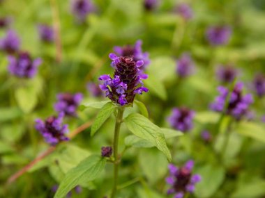 Yeşilliklerle çevrili küçük mor çiçekler