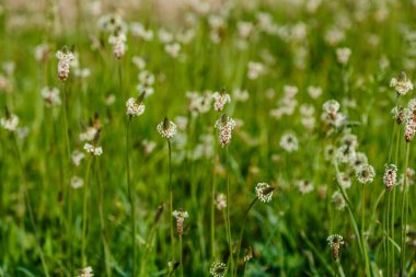 Kuru bitkilerin kökleri yemyeşil.