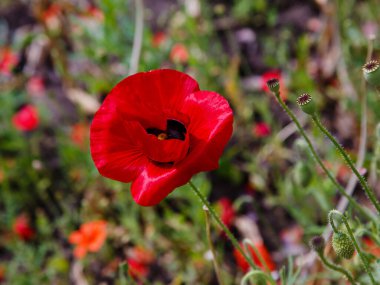 Canlı gelincik çiçeğinin yakın plan görüntüsü