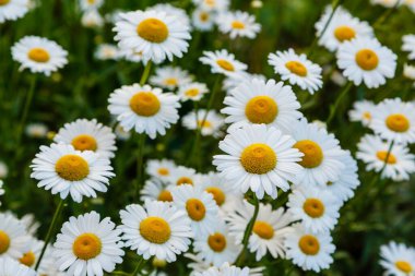 Yeşillikte çiçek açan papatyaların yakın plan çekimi.